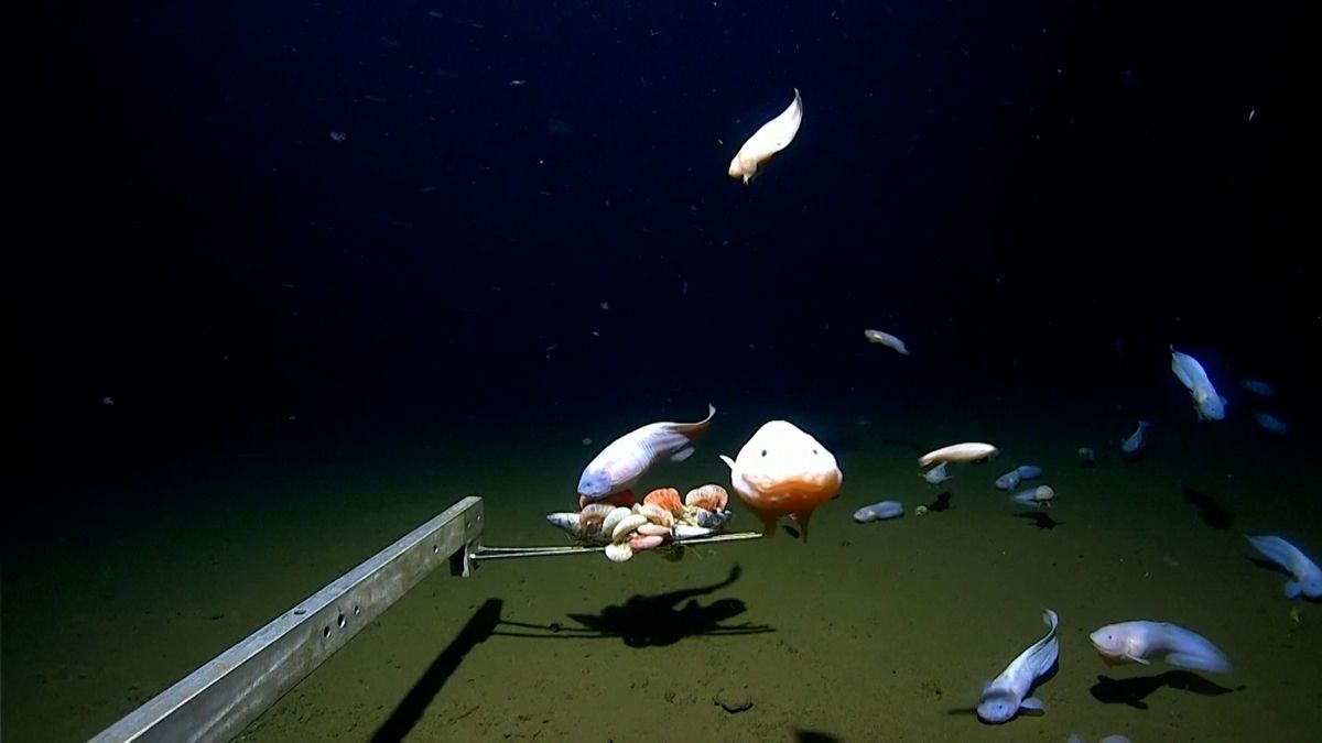 Vědci objevili ryby v rekordní hloubce přes osm kilometrů